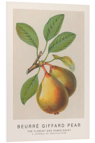 Foam board print The Florist and Pomologist - Beurré Giffard Pear