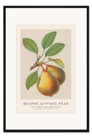 Gerahmter Kunstdruck The Florist and Pomologist - Beurré Giffard Pear