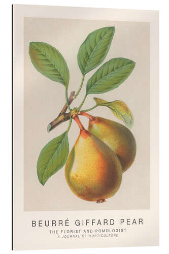 Gallery Print The Florist and Pomologist - Beurré Giffard Pear