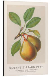 Magnettafel The Florist and Pomologist - Beurré Giffard Pear