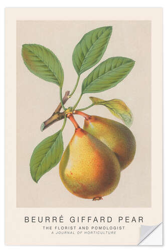 Naklejka na ścianę The Florist and Pomologist - Beurré Giffard Pear