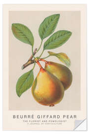 Vinilo para la pared The Florist and Pomologist - Beurré Giffard Pear