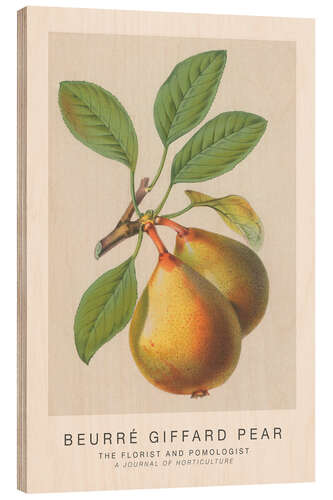 Quadro de madeira The Florist and Pomologist - Beurré Giffard Pear