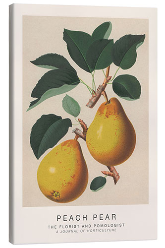 Canvas print The Florist and Pomologist - Peach Pear