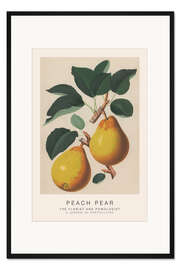Gerahmter Kunstdruck The Florist and Pomologist - Peach Pear