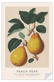 Sisustustarra The Florist and Pomologist - Peach Pear