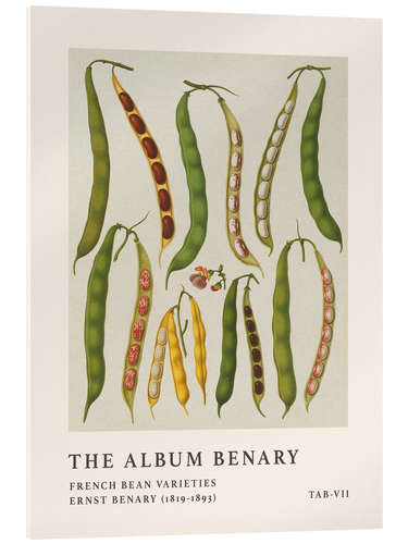 Tableau en verre acrylique The Album Benary - French Bean Varieties