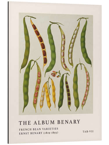 Aluminium print The Album Benary - French Bean Varieties