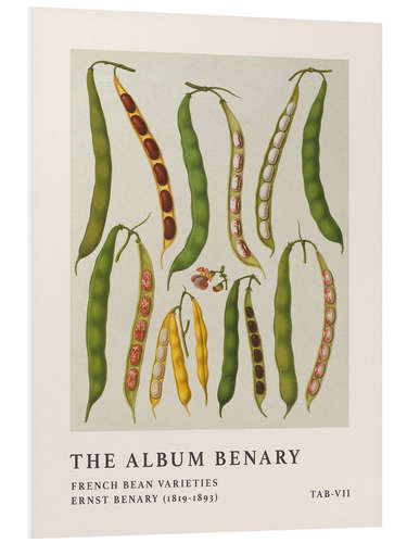 PVC-tavla The Album Benary - French Bean Varieties