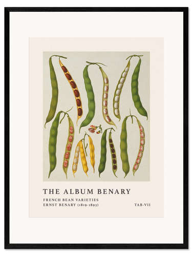 Impression artistique encadrée The Album Benary - French Bean Varieties