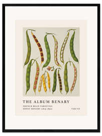 Impression artistique encadrée The Album Benary - French Bean Varieties