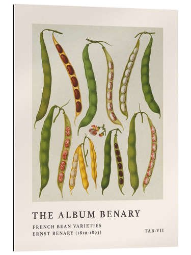 Galleriprint The Album Benary - French Bean Varieties