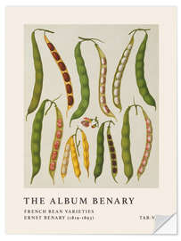 Selvklebende plakat The Album Benary - French Bean Varieties