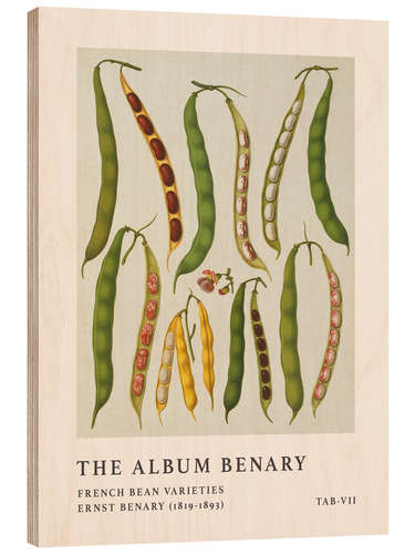 Wood print The Album Benary - French Bean Varieties