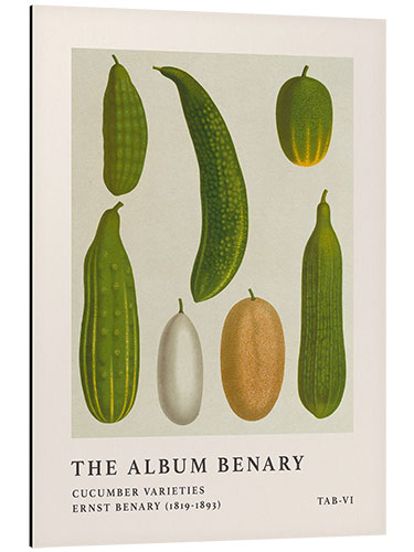 Aluminiumsbilde The Album Benary - Cucumber Varieties