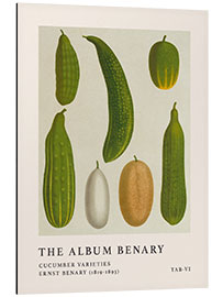 Aluminiumsbilde The Album Benary - Cucumber Varieties