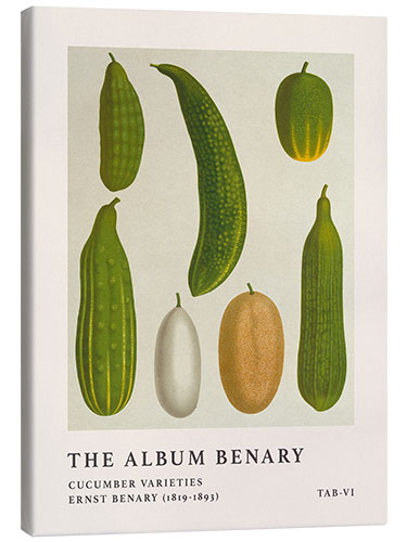 Canvas print The Album Benary - Cucumber Varieties