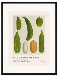 Gerahmter Kunstdruck The Album Benary - Cucumber Varieties