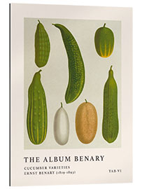 Gallery Print The Album Benary - Cucumber Varieties