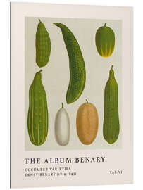 Magnettafel The Album Benary - Cucumber Varieties