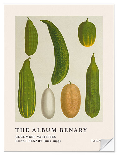 Självhäftande poster The Album Benary - Cucumber Varieties