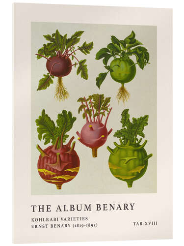 Acrylglasbild The Album Benary - Kohlrabi Varieites