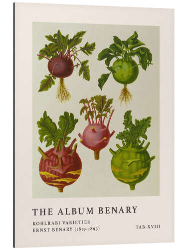 Alumiinitaulu The Album Benary - Kohlrabi Varieites