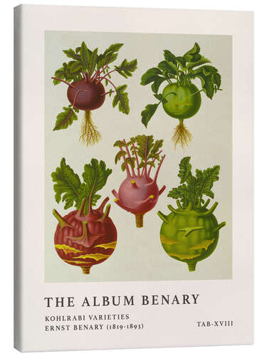 Leinwandbild The Album Benary - Kohlrabi Varieites