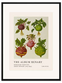 Gerahmter Kunstdruck The Album Benary - Kohlrabi Varieites