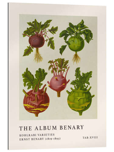 Gallery print The Album Benary - Kohlrabi Varieites