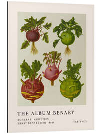 Magnettafel The Album Benary - Kohlrabi Varieites