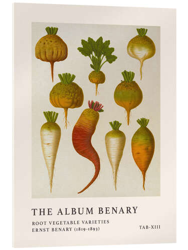 Acrylic print The Album Benary - Root Vegetable Varieties