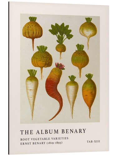 Aluminium print The Album Benary - Root Vegetable Varieties