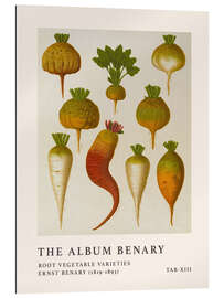 Quadro em plexi-alumínio The Album Benary - Root Vegetable Varieties