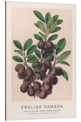 Alumiinitaulu The Florist and Pomologist - English Damson
