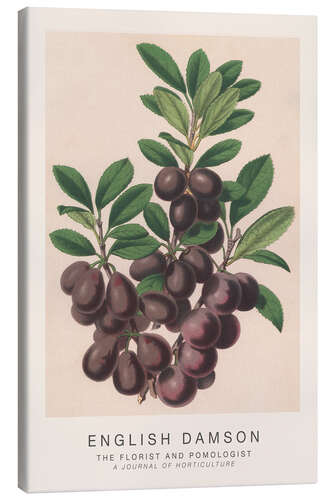 Canvas print The Florist and Pomologist - English Damson
