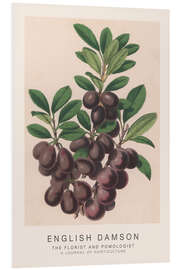 Foam board print The Florist and Pomologist - English Damson