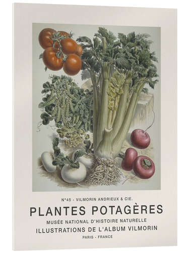 Cuadro de metacrilato Album Vilmorin, Plantes Potagères n° 45