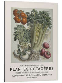 Magnettafel Album Vilmorin, Plantes Potagères n° 45