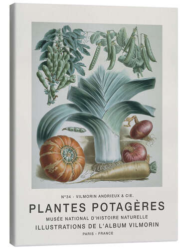 Canvas print Album Vilmorin, Plantes Potagères n° 34