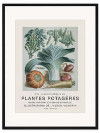 Gerahmter Kunstdruck Album Vilmorin, Plantes Potagères n° 34
