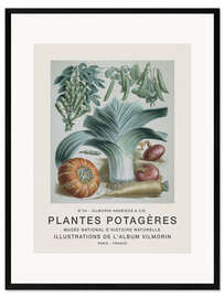 Ingelijste kunstdruk Album Vilmorin, Plantes Potagères n° 34