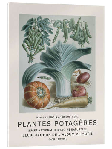 Gallery print Album Vilmorin, Plantes Potagères n° 34