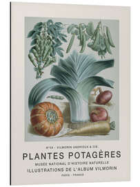 Magnettafel Album Vilmorin, Plantes Potagères n° 34