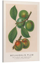 Magnettafel The Florist and Pomologist - McLaughlin Plum