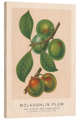 Wood print The Florist and Pomologist - McLaughlin Plum