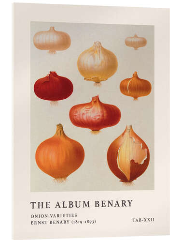 Acrylglas print The Album Benary - Onion Varieties