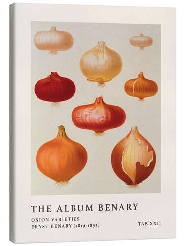 Canvas print The Album Benary - Onion Varieties