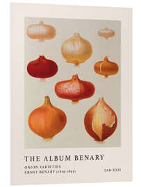 Cuadro de PVC The Album Benary - Onion Varieties