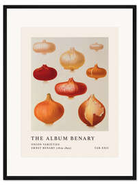 Gerahmter Kunstdruck The Album Benary - Onion Varieties